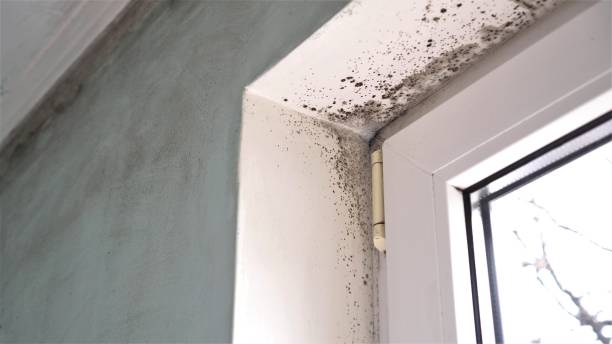 Crawl Space Mold Removal in Clarkston Heights Vineland, WA