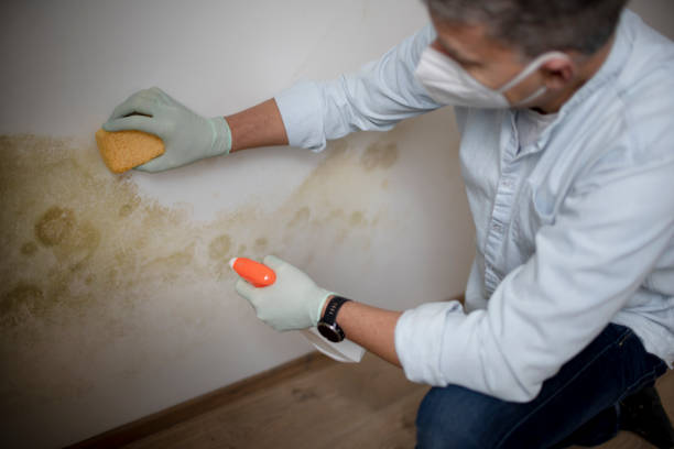 Clarkston Heights Vineland, WA Mold Removal Company