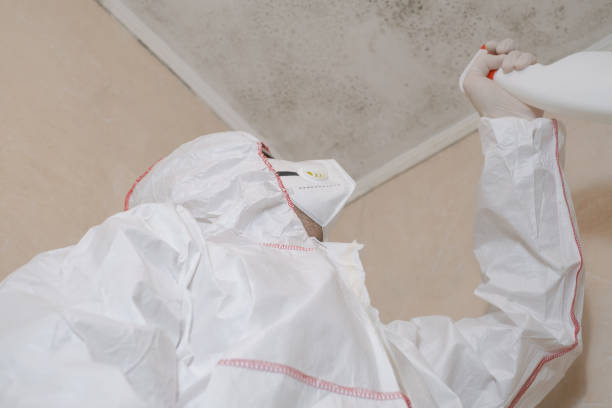 Best Mold Damage Repair  in Clarkston Heights Vineland, WA